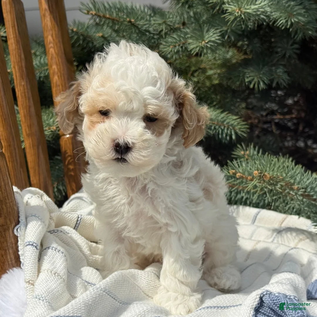 Maltipoo dogs for sale: Peanut - Ad 1