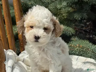 Maltipoo dogs for sale: Peanut - Ad 4