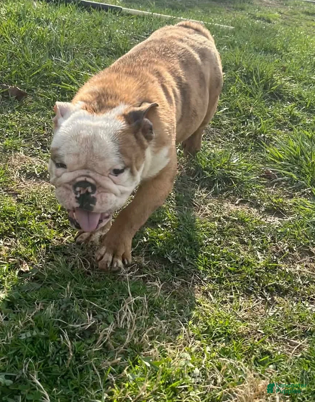 English Bulldog dogs for sale: Ambition  - Ad 2