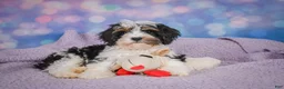 Cavapoo dogs for sale: Duke - Ad 13