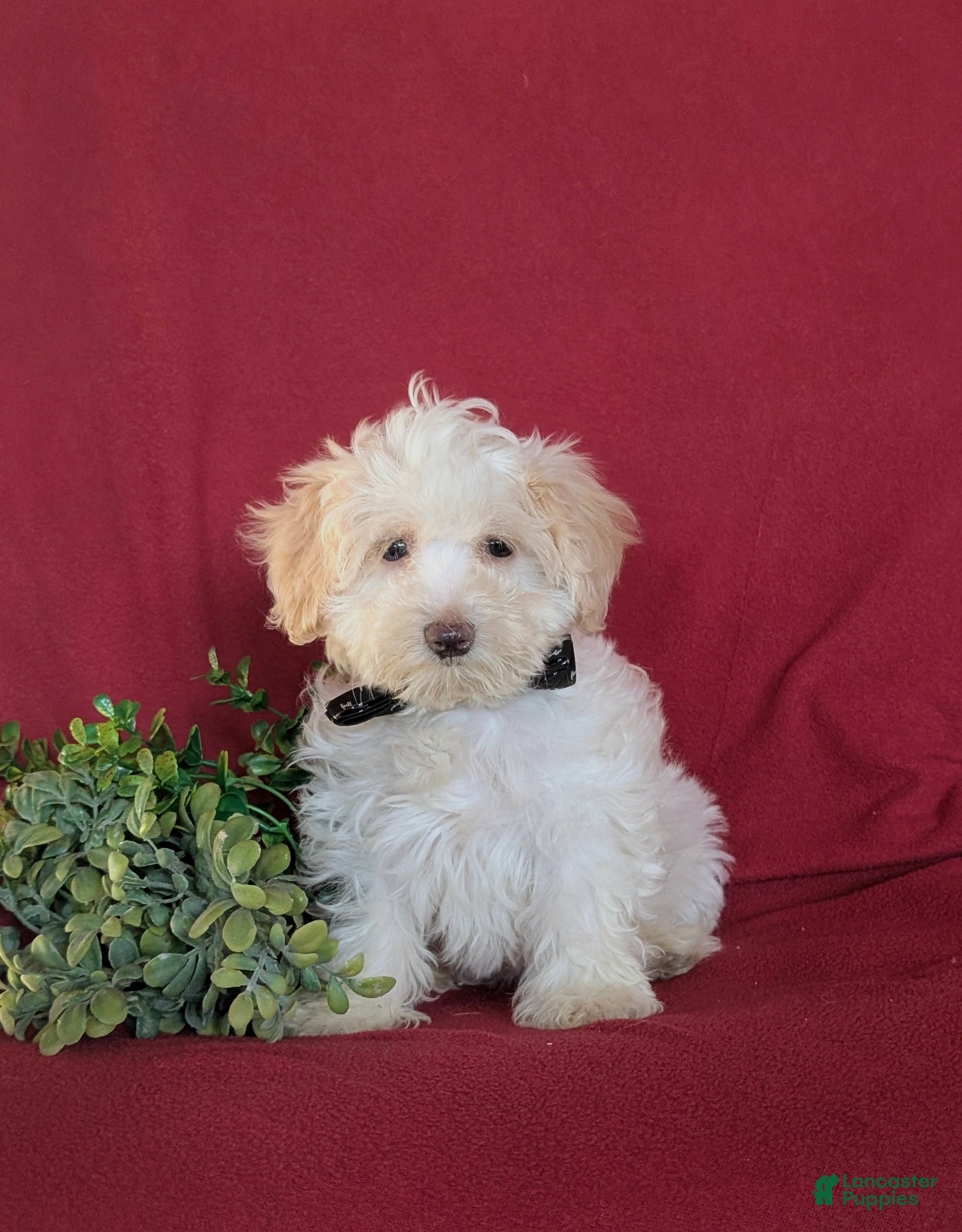 Maltipoo dogs Carlton - Ad 39
