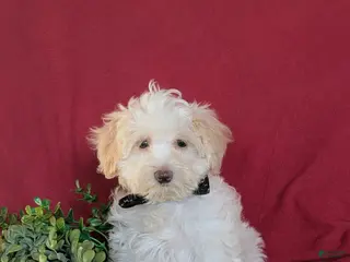 Maltipoo dogs Carlton - Ad 39
