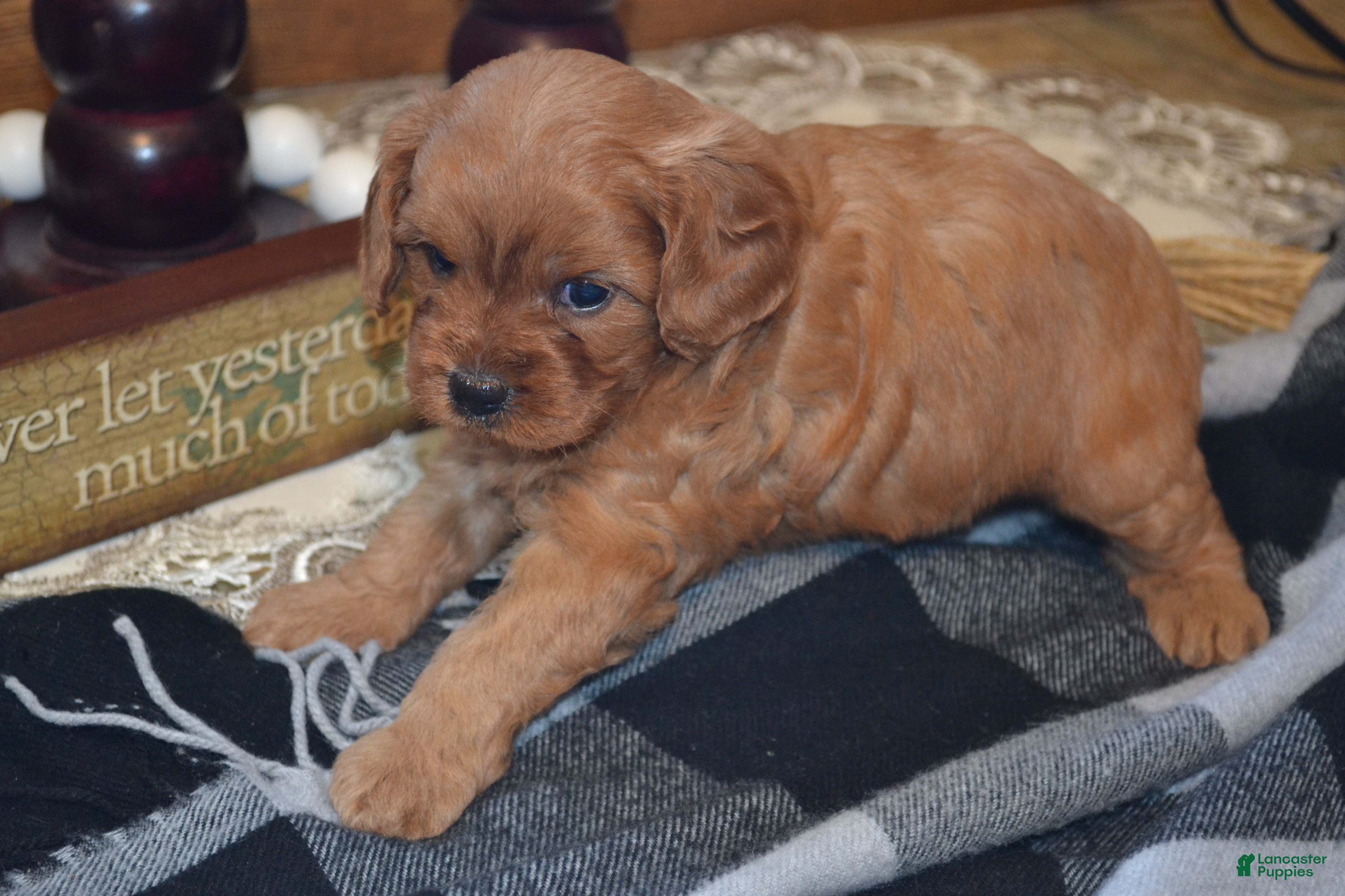 Cavapoo dogs Kara - Ad 2