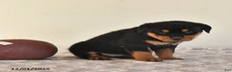 Rottweiler dogs for sale: Nyla - Ad 4