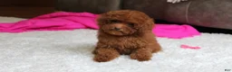 Toy Poodle dogs for sale: Mia - Ad 10