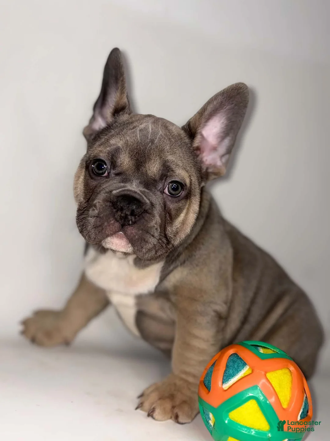 French Bulldog dogs for sale: Debo - Ad 2