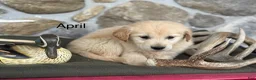 Golden Retriever dogs for sale: April  - Ad 1