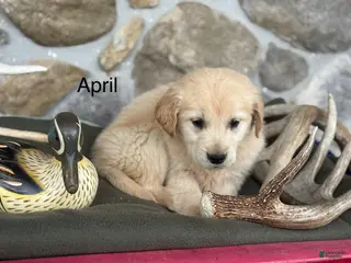 Golden Retriever dogs April - Ad 3