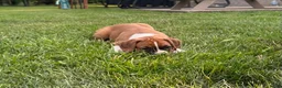 Boxer dogs for sale: Boxer 3 - Ad 13