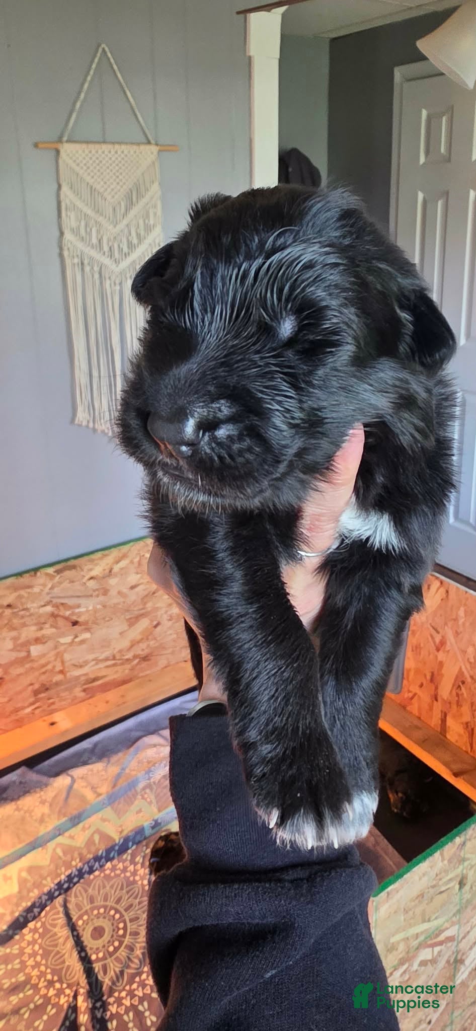 German Shepherd dogs Sigi - Pink Collar  - Ad 1