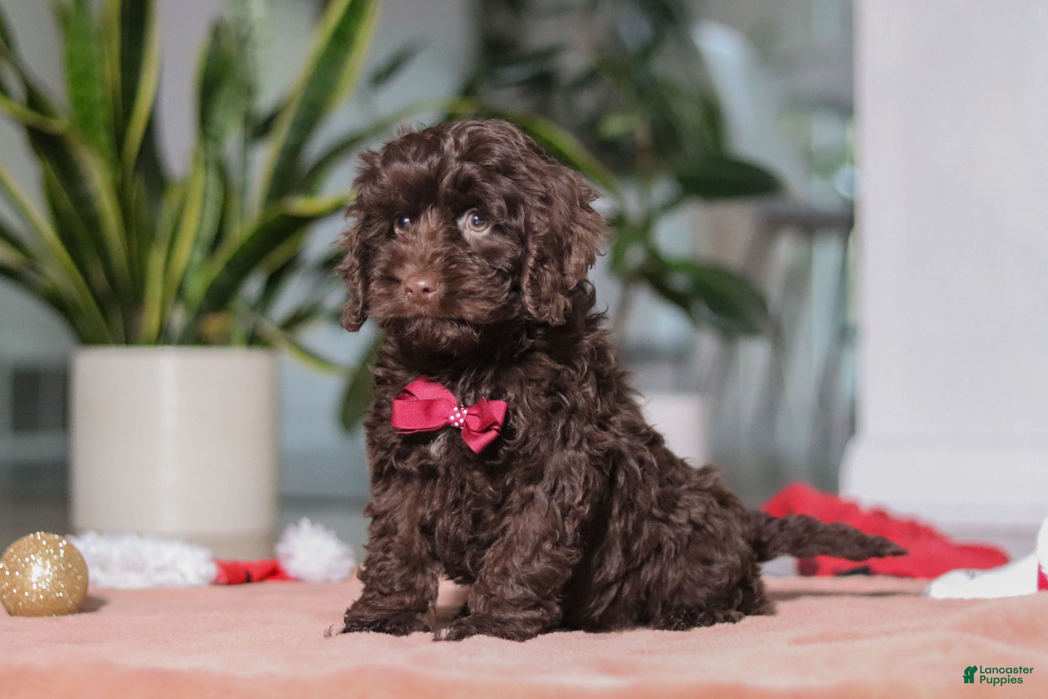 Cockapoo dogs Finn - Ad 22