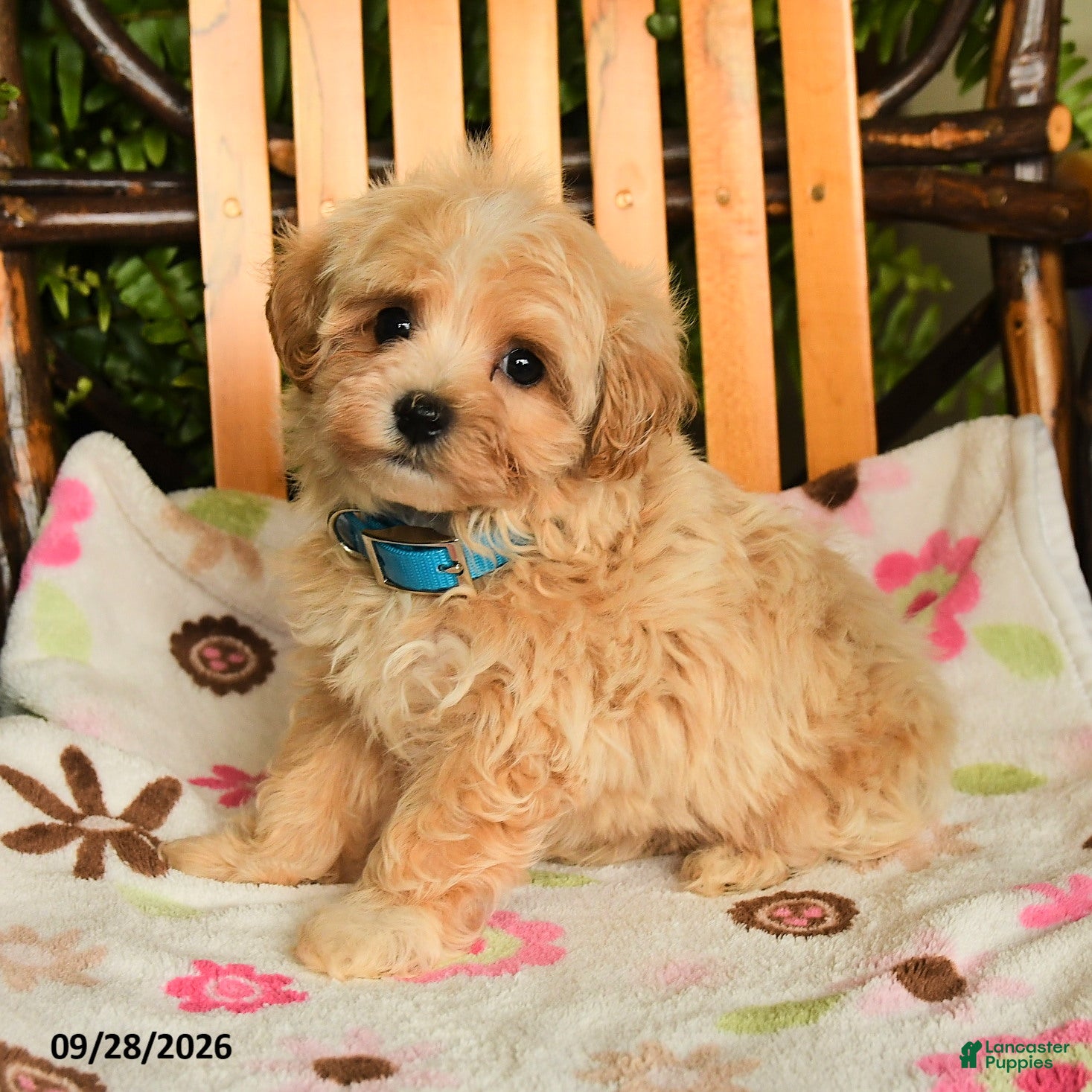 Maltipoo dogs Muffin - Ad 2
