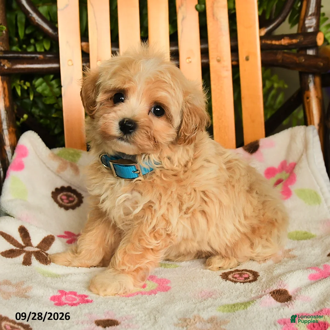 Maltipoo dogs for sale: Muffin - Ad 2