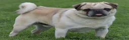 Pug dogs for sale: Jabez - Ad 5