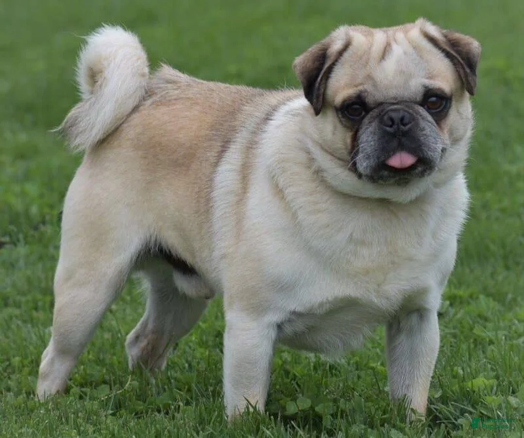 Pug dogs for sale: Jabez - Ad 5
