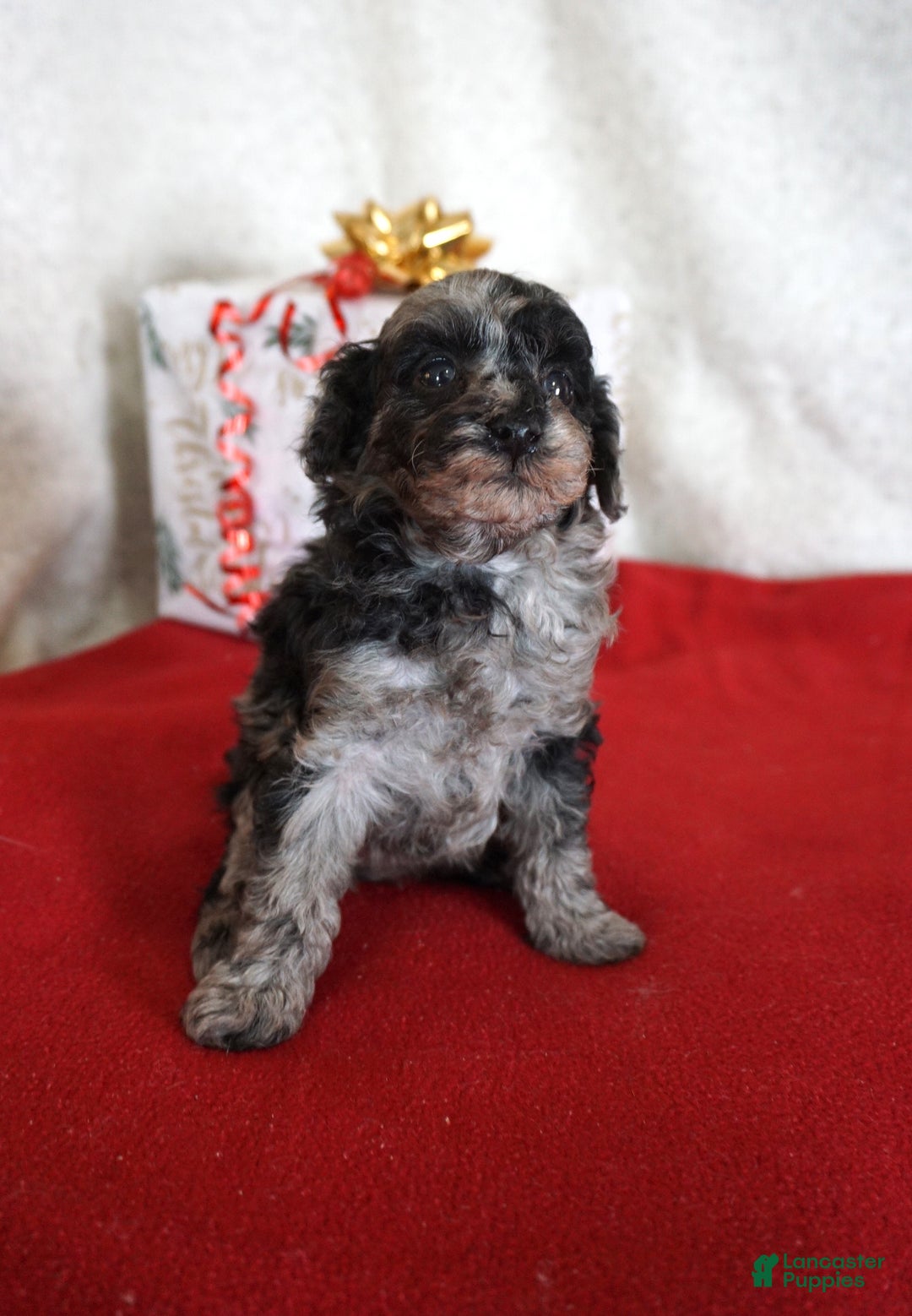 Toy Poodle dogs for sale: Lilly - Ad 3