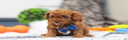 Cavapoo dogs for sale: Anson - Ad 10