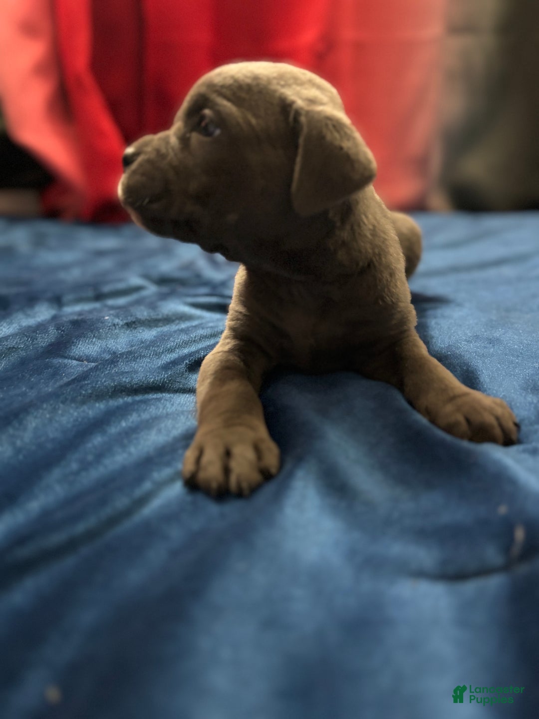 Cane Corso dogs for sale: Milo - Ad 1