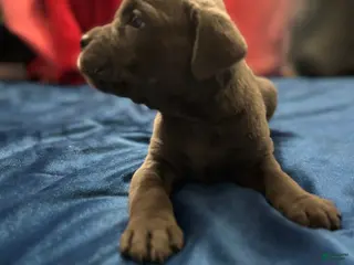 Cane Corso dogs Milo - Ad 7