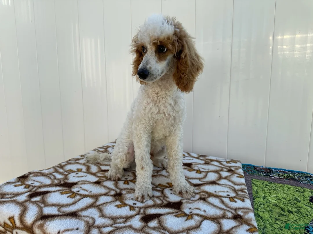 Standard Poodle dogs for sale: Loki - Ad 1