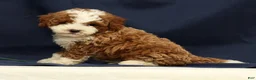 Cavapoo dogs for sale: Elmer - Ad 6