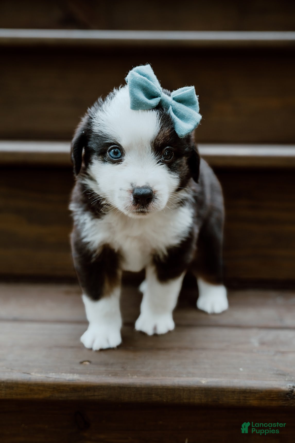 Miniature Australian Shepherd dogs Banjo - Ad 1