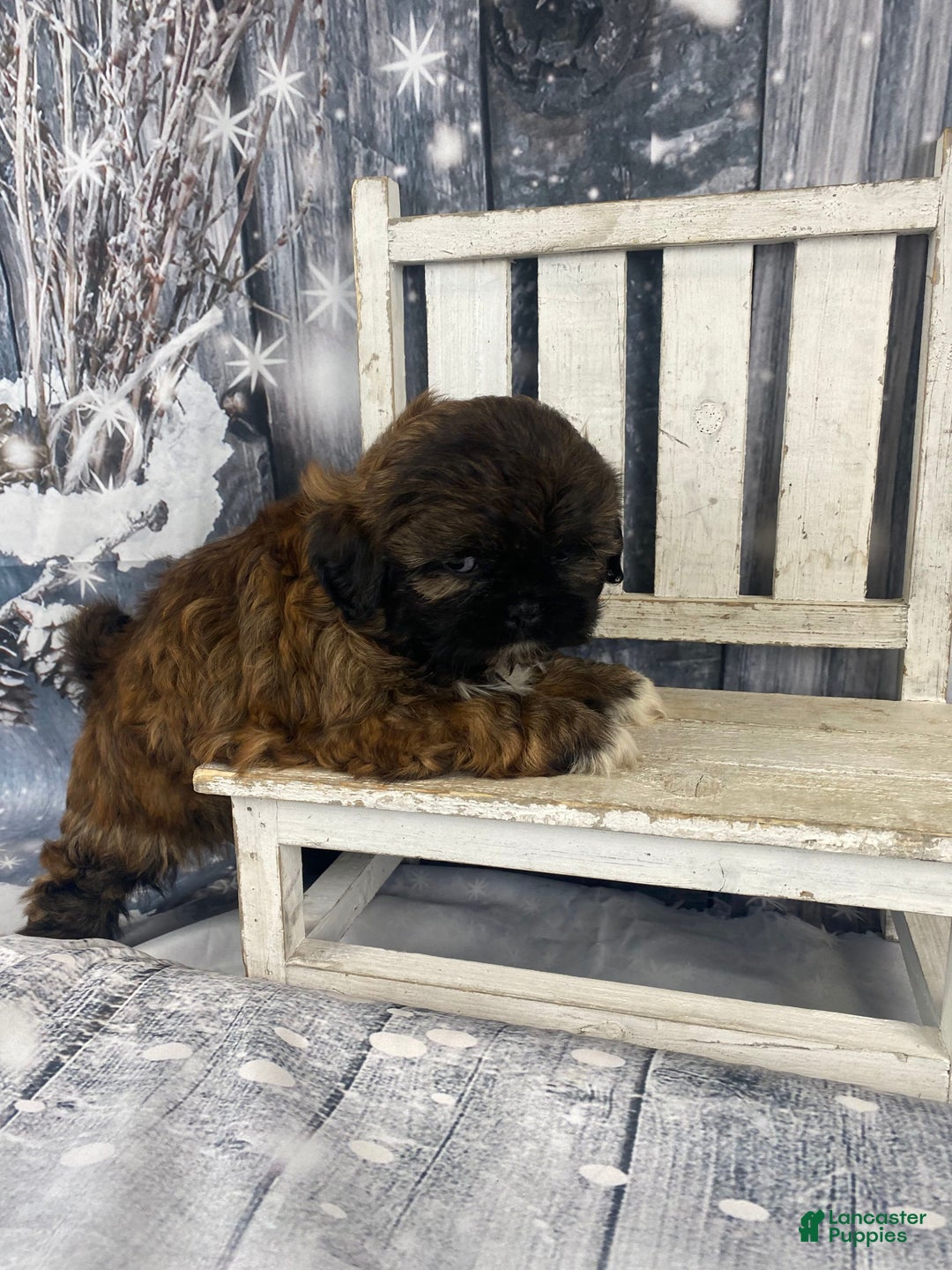 Shih Tzu dogs for sale: Buttons - Ad 5