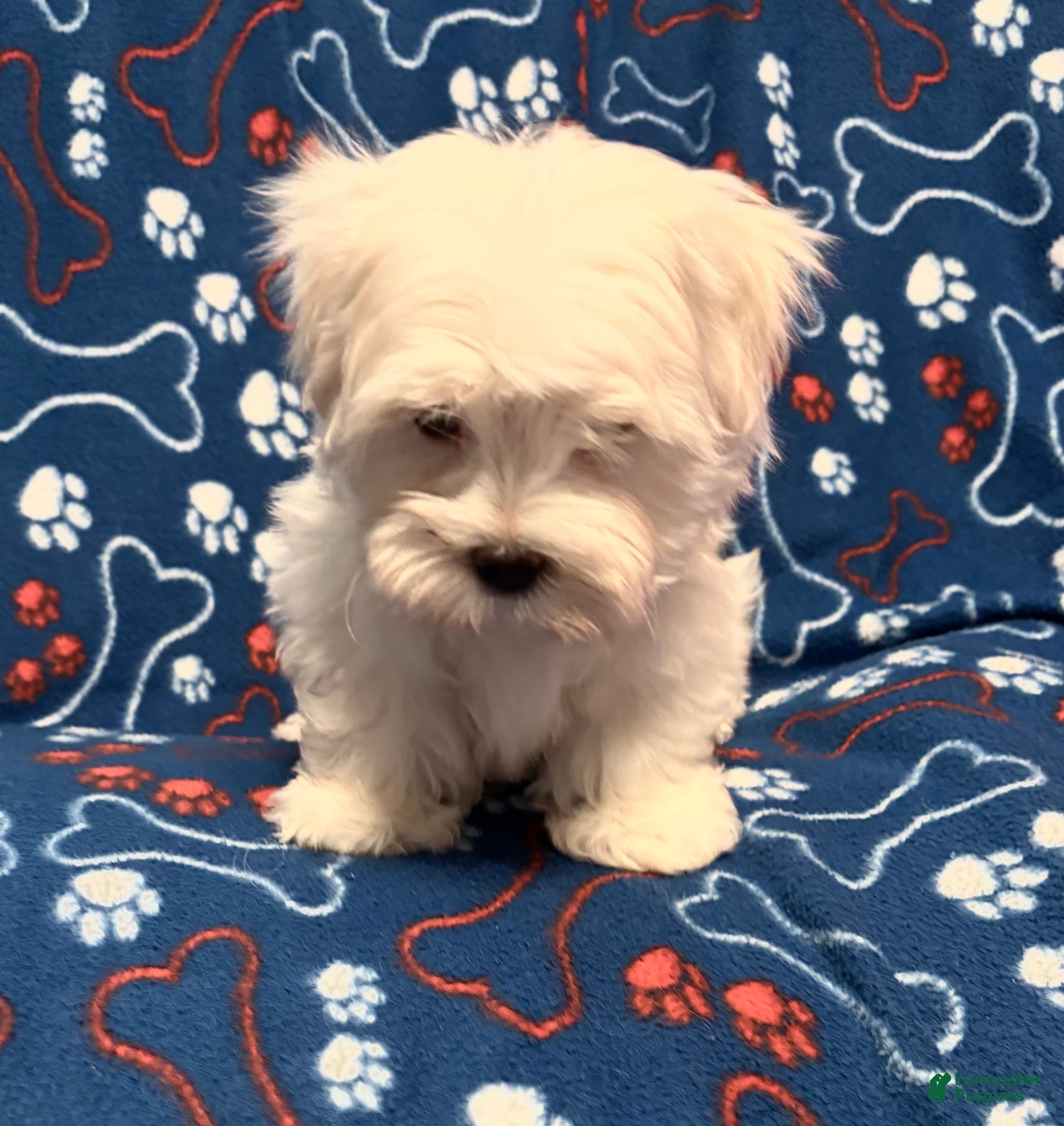 Maltipoo dogs Maltipoo Puppy 2 - Ad 2