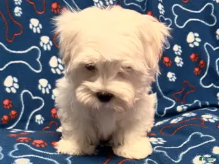 Maltipoo dogs Maltipoo Puppy 2 - Ad 2