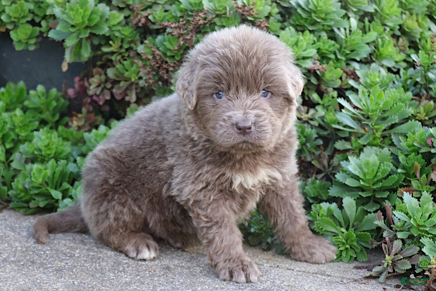 Newfoundland dogs Dakota - Ad 1
