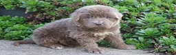 Newfoundland dogs for sale: Dakota - Ad 1