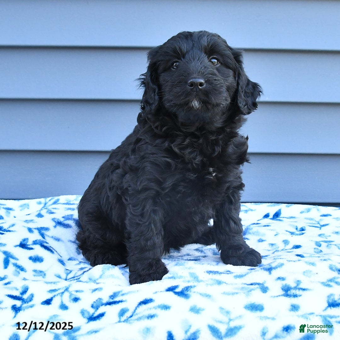 Mixed Breed dogs for sale: Anna - Ad 4