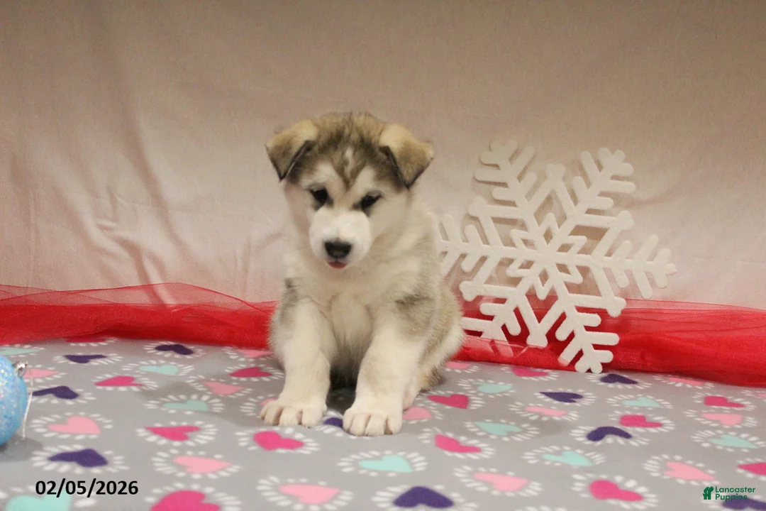 Alaskan Malamute dogs for sale: Kodiak - Ad 5