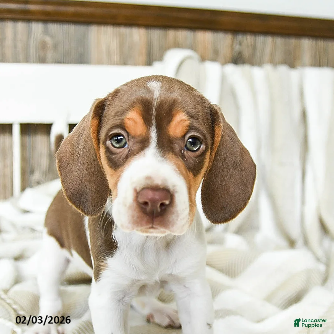 Beagle dogs for sale: Coffee - Ad 4