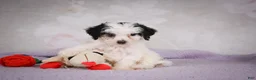 Mini Bernedoodle dogs for sale: Marley - Ad 4