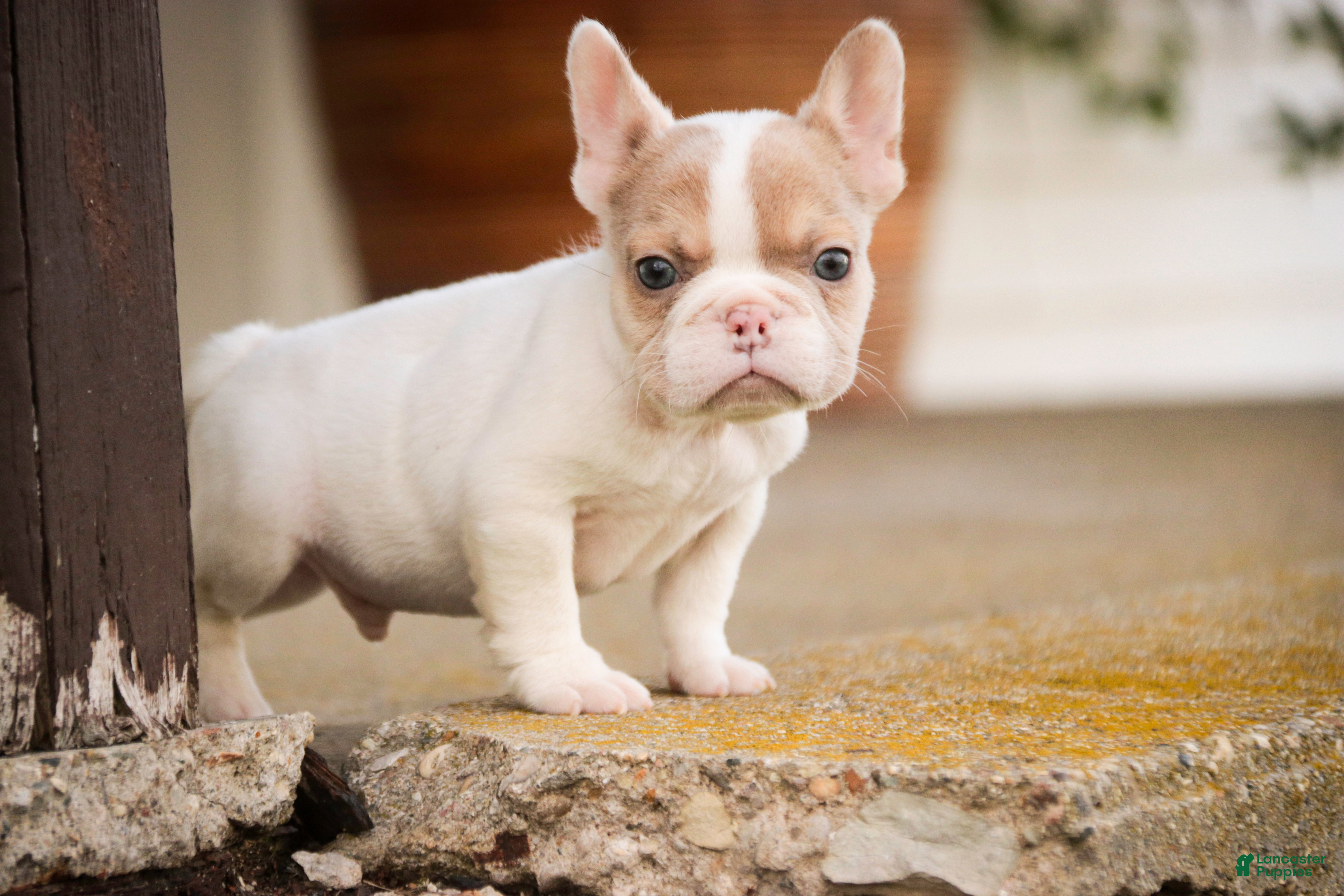 French Bulldog dogs Romeo - Ad 2