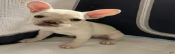 French Bulldog dogs for sale: BonBon - Ad 10