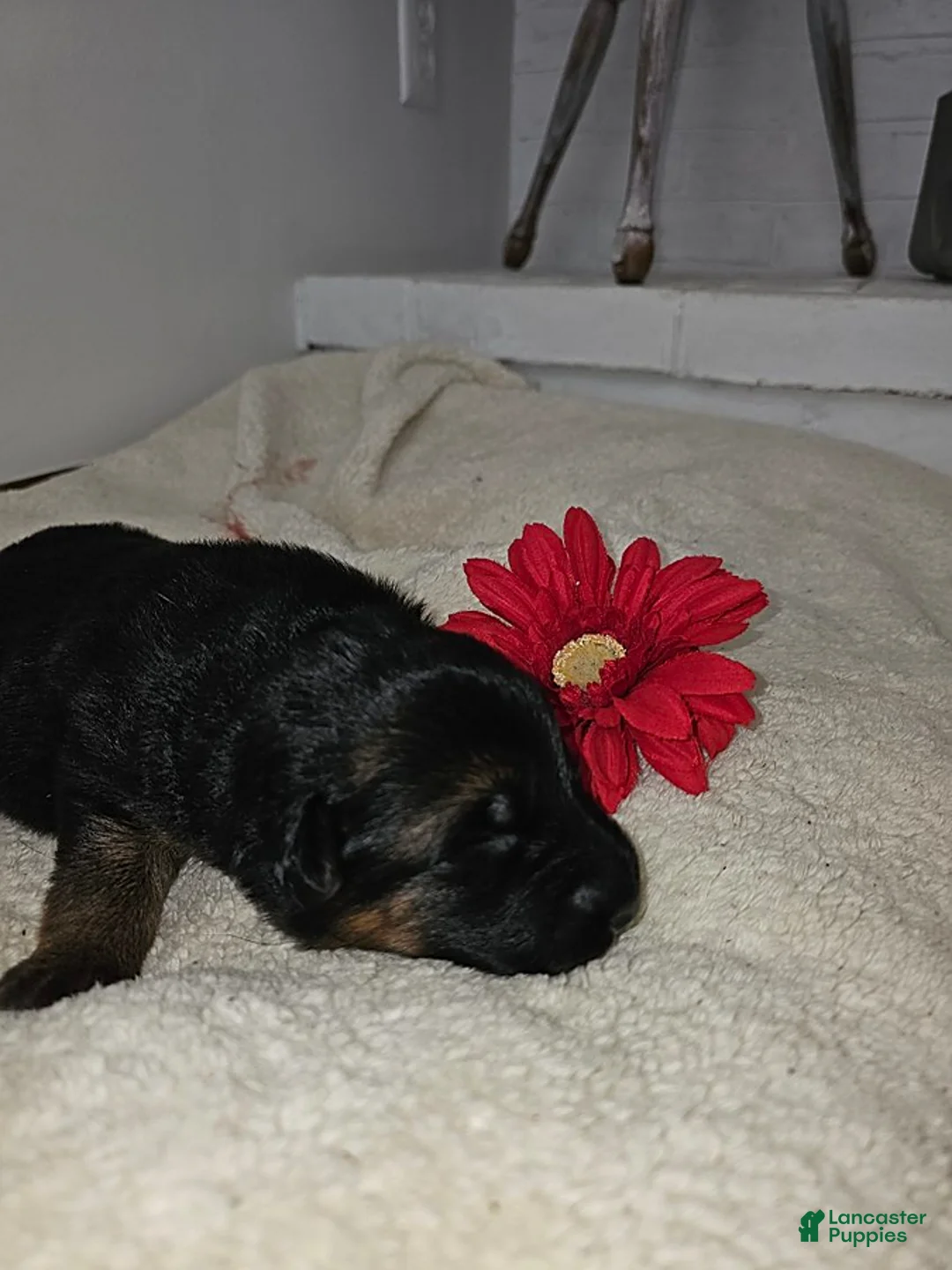 German Shepherd dogs for sale: Molly - Ad 2