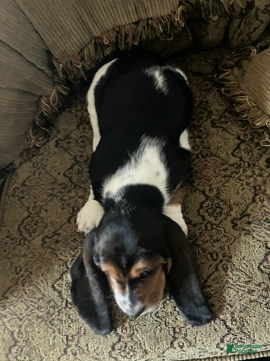 Basset Hound dogs for sale:  Halfie  - Ad 2