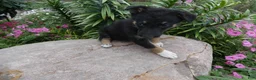 German Shepherd dogs for sale: German Shepherd Wesley 5 - Ad 1