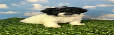 Oreo
