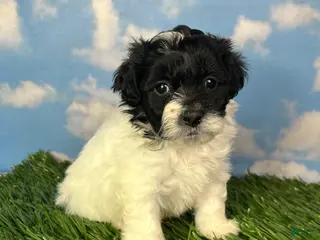 Teddy Bear dogs for sale: Oreo - Ad 1