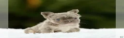 French Bulldog dogs for sale: WINONA - LILAC TAN FLUFFY BEAUTY IN CALI - US DELIVERY - Ad 2