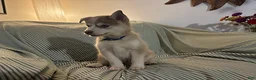 Pomsky dogs for sale: Frost - Ad 4