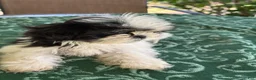 Shih Tzu dogs for sale: LEIA - Ad 4