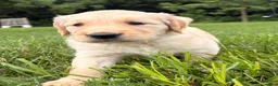 Golden Retriever dogs for sale: Dolly - Ad 5