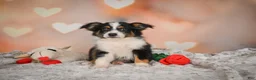 Miniature Australian Shepherd dogs for sale: Angel - Ad 8