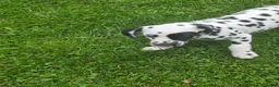 Dalmatian dogs for sale: Dalmatian Male 1 - Ad 3
