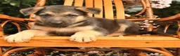 German Shepherd dogs for sale: Zeus - Ad 3
