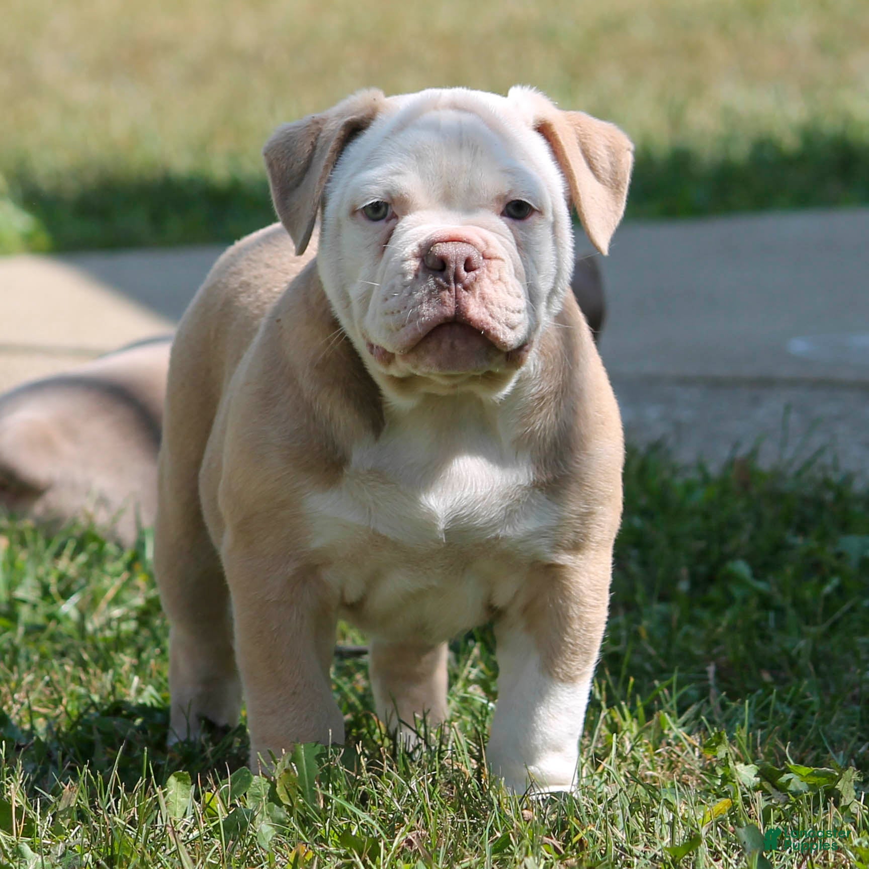 French Bulldog Mix Warlander Olde English Bulldogge Old English